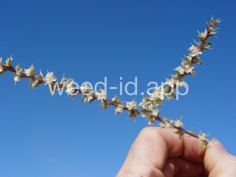 thistle, Russian